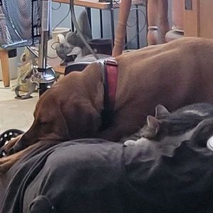 Meet your Posher, Lisa